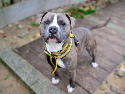 Chico | Terrier (Staffordshire Bull) | Cardiff - 5
