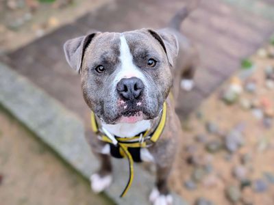 Chico | Terrier (Staffordshire Bull) | Cardiff - 3
