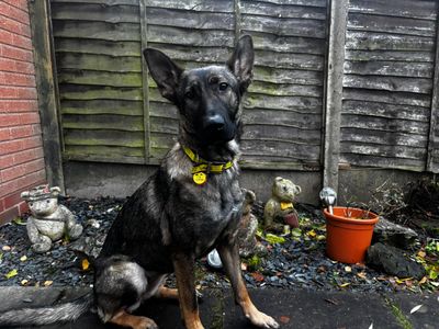 Luna Mae | German Shepherd Dog | Kenilworth (West Midlands) - 3