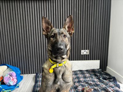Luna Mae | German Shepherd Dog | Kenilworth (West Midlands) - 5