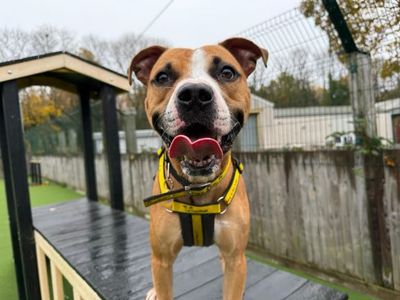 Enzo | Boxer Cross | Glasgow - 5