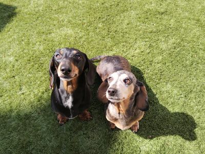 Minnie | Dachshund (Miniature Smooth Haired) | Salisbury (Wiltshire) - 3