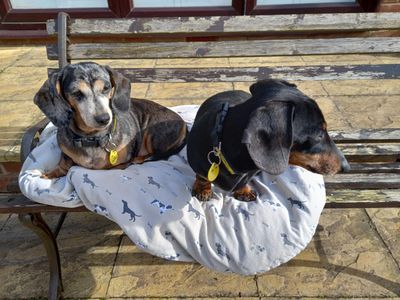 Minnie | Dachshund (Miniature Smooth Haired) | Salisbury (Wiltshire) - 2
