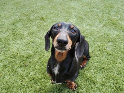 Lewis | Dachshund (Miniature Smooth Haired) | Salisbury (Wiltshire) - 2