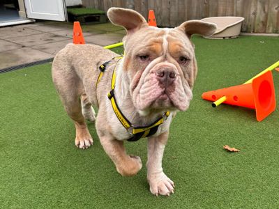 Moose, a 4 years old male Bulldog available for adoption from Dogs Trust in Kenilworth, West Midlands