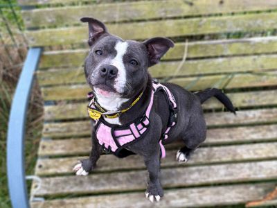 Mae | Terrier (Staffordshire Bull) | Shoreham (Sussex) - 5