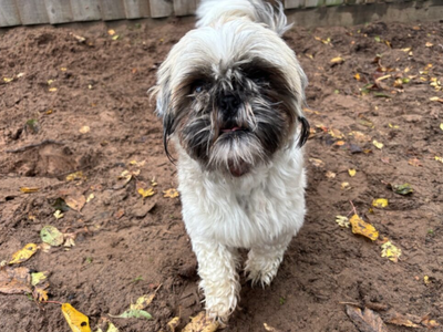 Ollie | Shih Tzu | Loughborough - 1
