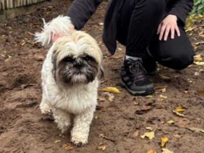 Ollie | Shih Tzu | Loughborough - 3