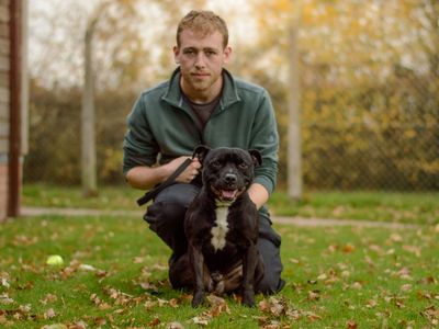 Ghost | Terrier (Staffordshire Bull) | Kenilworth (West Midlands) - 5