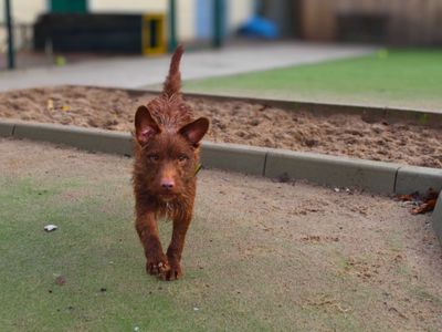 Elvis | Terrier (Patterdale) | Manchester - 3