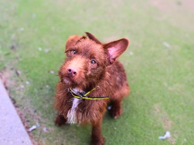 Elvis | Terrier (Patterdale) | Manchester - 1