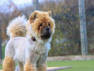 Noella | Chow Chow | Evesham (Worcestershire) - 5
