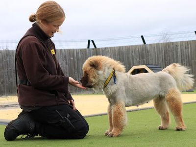 Noella | Chow Chow | Evesham (Worcestershire) - 3