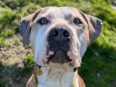 Hamish, a 4 years old male Great Dane available for adoption from Dogs Trust in West Sussex