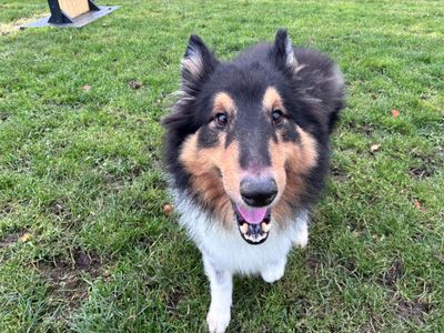 Jack | Shetland Sheepdog Cross | West Calder (Edinburgh) - 5