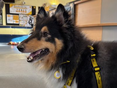 Jack | Shetland Sheepdog Cross | West Calder (Edinburgh) - 3