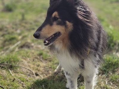 Jack, a 5 years old male Shetland Sheepdog available for adoption from Dogs Trust in Scotland