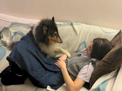Jack | Shetland Sheepdog Cross | West Calder (Edinburgh) - 5