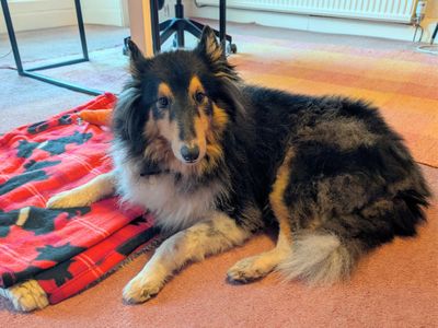 Jack | Shetland Sheepdog Cross | West Calder (Edinburgh) - 3