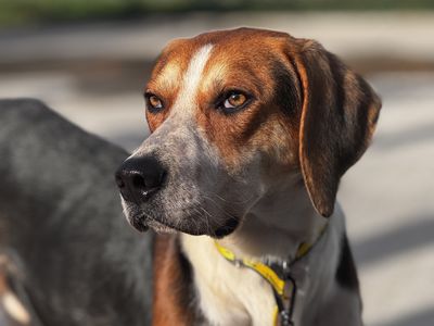 Silas | Foxhound Cross | Basildon (Essex) - 3
