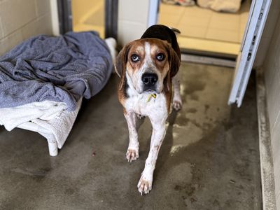 Silas | Foxhound Cross | Basildon (Essex) - 5