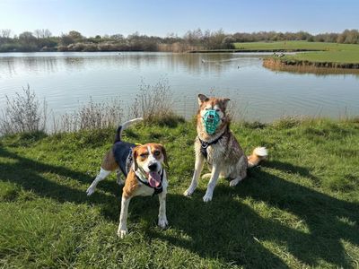 Silas | Foxhound Cross | Basildon (Essex) - 5