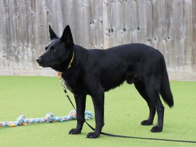 Augustus | Collie (Border) Cross | Evesham (Worcestershire) - 3