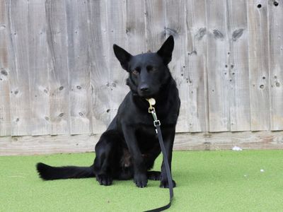 Augustus | Collie (Border) Cross | Evesham (Worcestershire) - 5