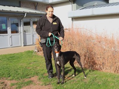 Ginger | Greyhound | Evesham (Worcestershire) - 3