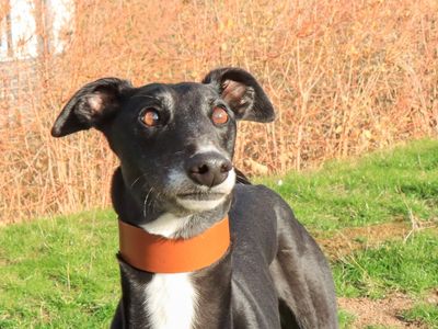Ginger | Greyhound | Evesham (Worcestershire) - 2