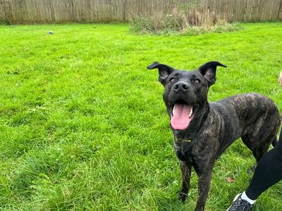 De De | Crossbreed | Bridgend (Wales) - 3