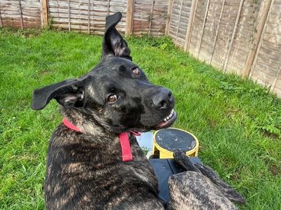 De De | Crossbreed | Bridgend (Wales) - 2