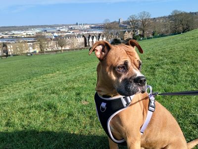 Mia, a 7 years old female Boxer X available for adoption from Dogs Trust in Kent