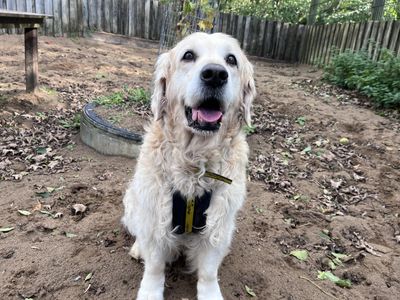 Willow | Retriever (Golden) | Ilfracombe - 3