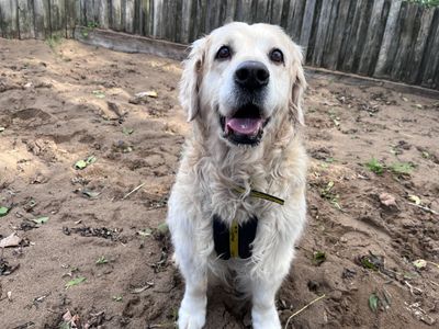 Willow | Retriever (Golden) | Ilfracombe - 2