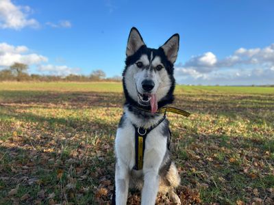 Diesel | Siberian Husky | Basildon (Essex) - 5