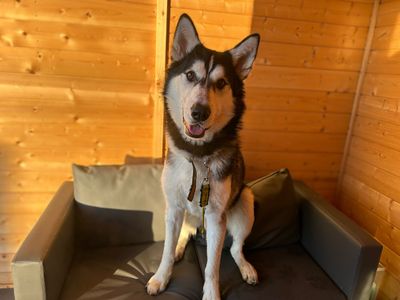 Diesel | Siberian Husky | Basildon (Essex) - 3