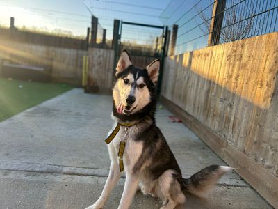 Diesel — Siberian Husky