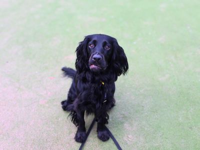 Wilson | Spaniel (Cocker) | Manchester - 5