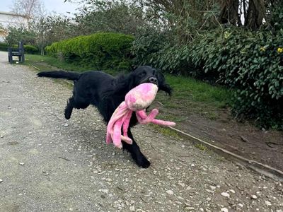 Wilson | Spaniel (Cocker) | Manchester - 3