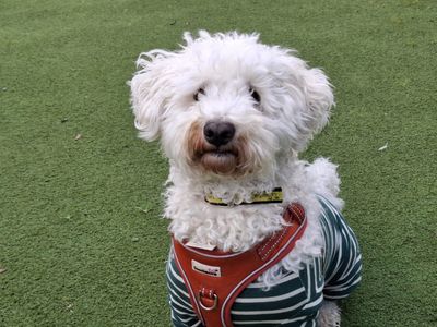 Buttons | Bichon Frise Cross | Ilfracombe - 3