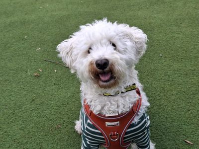 Buttons | Bichon Frise Cross | Ilfracombe - 2