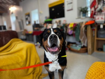 Roxanne | Great Swiss Mountain Dog | Bridgend (Wales) - 5