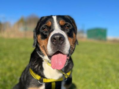 Roxanne | Great Swiss Mountain Dog | Bridgend (Wales) - 3