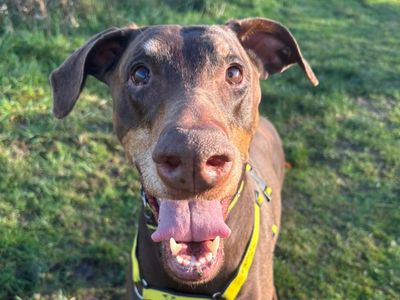 Bella, a 10 years old female Dobermann available for adoption from Dogs Trust in Shropshire