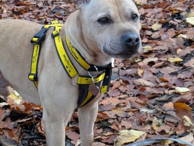 Benjamin | Terrier (Staffordshire Bull) | West Calder (Edinburgh) - 5
