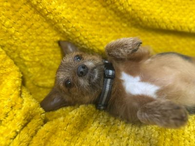 Loki | Terrier (Jack Russell) Cross | Bridgend (Wales) - 2