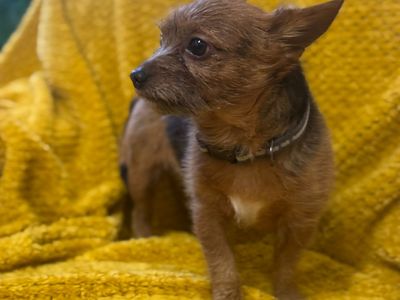 Loki | Terrier (Jack Russell) Cross | Bridgend (Wales) - 3