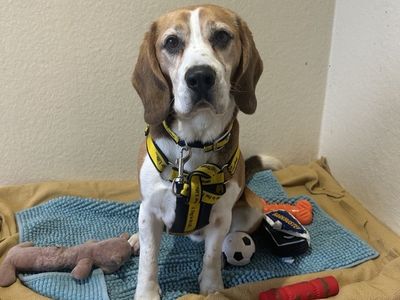 Milo | Beagle | Ballymena (Northern Ireland) - 2