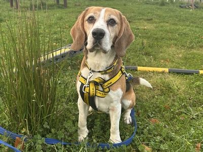 Milo | Beagle | Ballymena (Northern Ireland) - 3